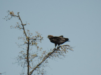 10 Rapace